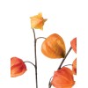 2-jų dirbtinių gėlių komplektas Physalis