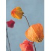 2-jų dirbtinių gėlių komplektas Physalis